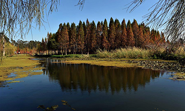 Scenery of wetland park at Dianchi Lake scenic area in China's Kunming