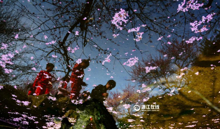 Plum blossoms bloom in Hangzhou