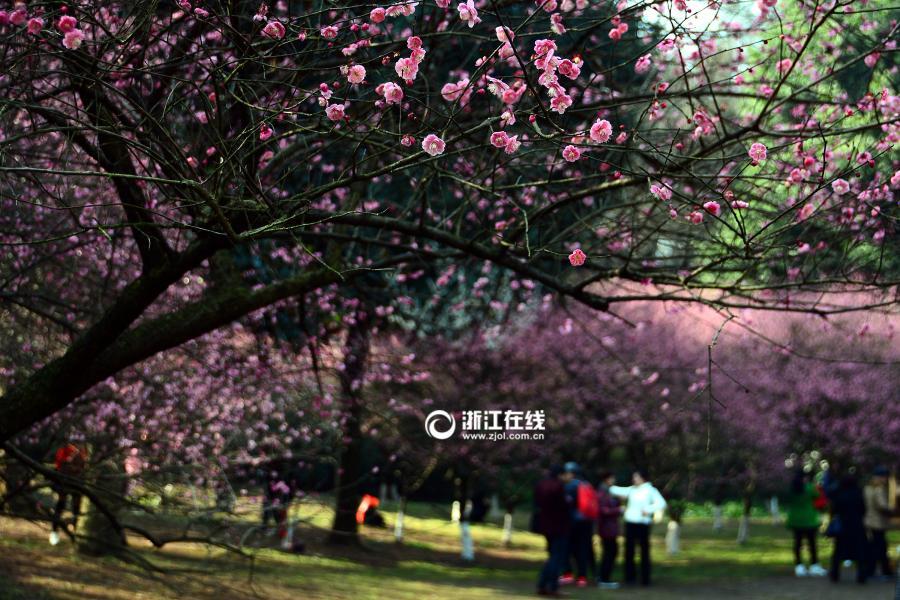 Plum blossoms bloom in Hangzhou