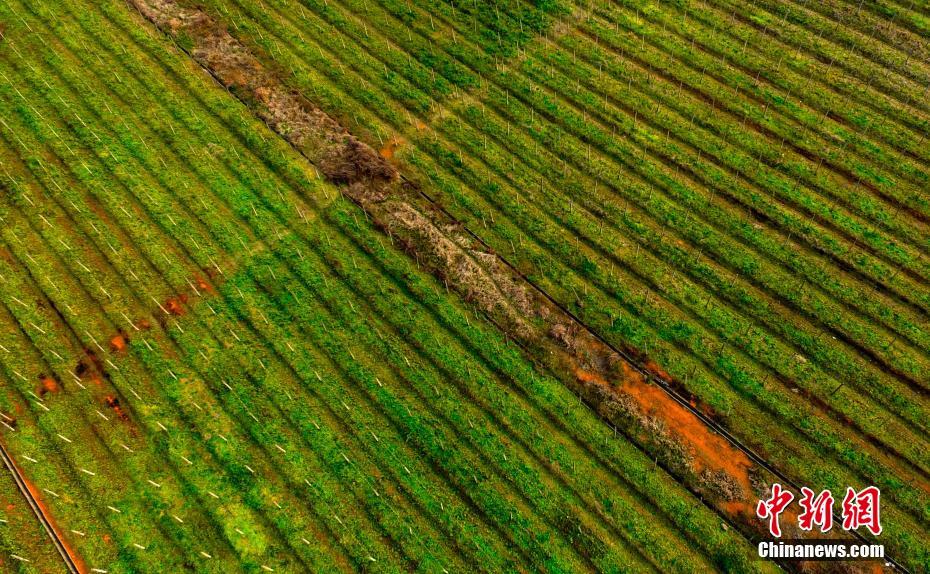 Jiangxi agricultural 'fairyland'