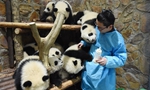 Chengdu panda keeper becomes famous after feeding video goes viral