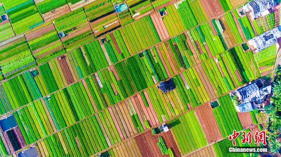 Mosaic-like Haikou farmland from above