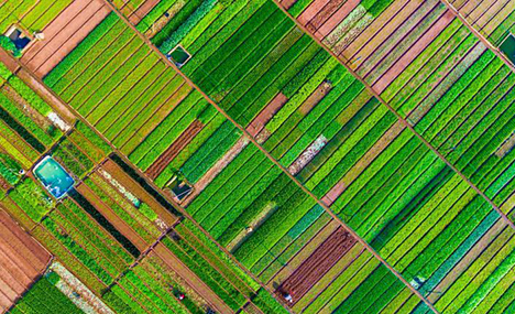 Mosaic-like Haikou farmland from above
