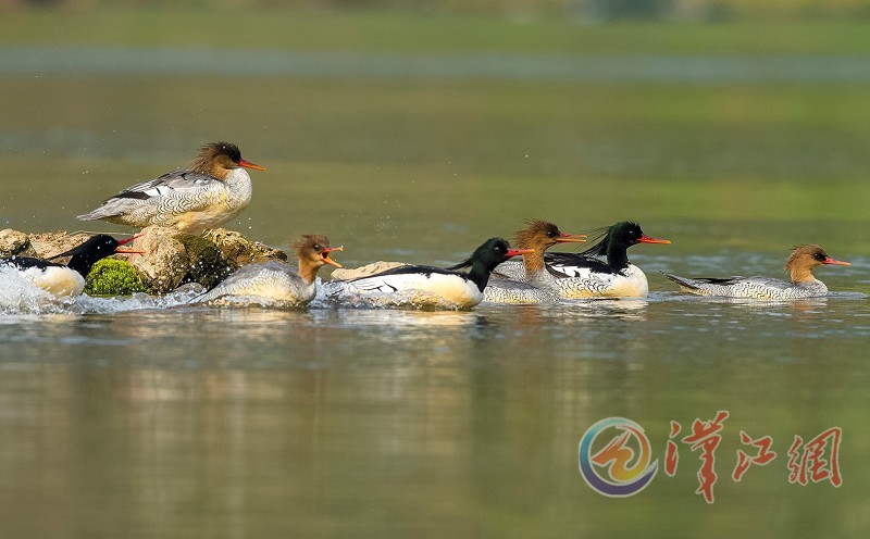 Chinese mergansers found in Xiangyang