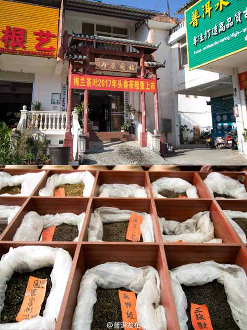 Early spring tea goes on market in Pu'er