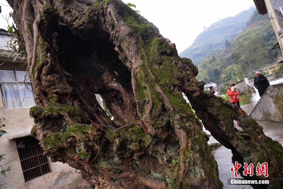 So strong! Century-old hollow tree lives on in Chongqing