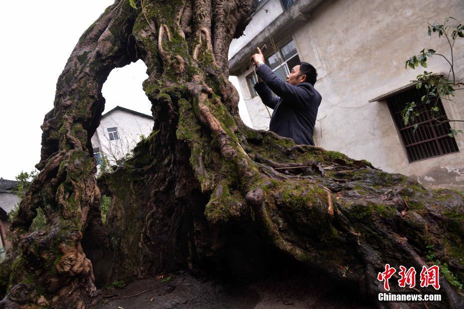 So strong! Century-old hollow tree lives on in Chongqing
