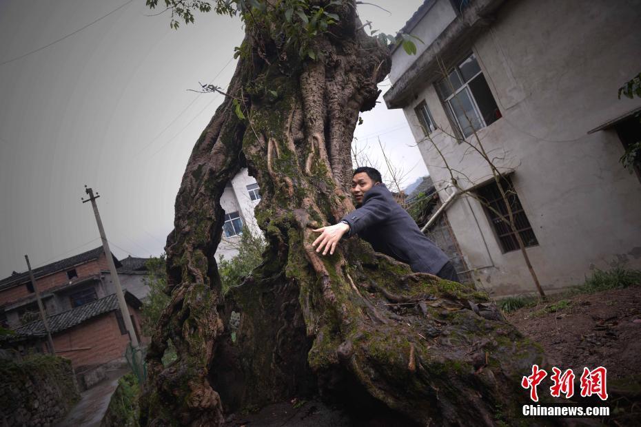 So strong! Century-old hollow tree lives on in Chongqing