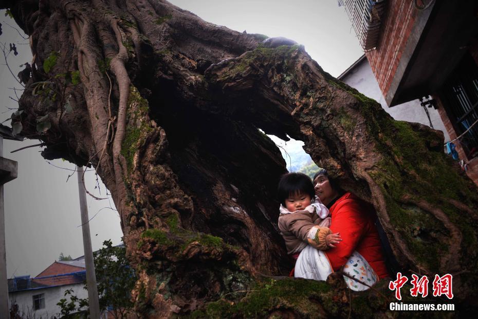 So strong! Century-old hollow tree lives on in Chongqing
