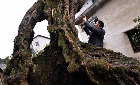 Century-old hollow tree lives on in Chongqing