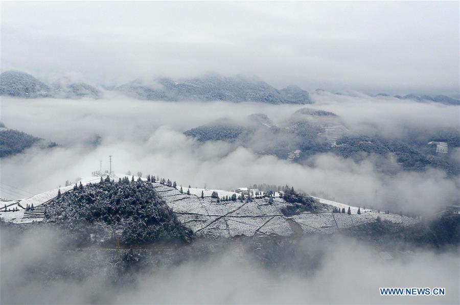 In pics: snow-covered tea garden in C China's Hubei