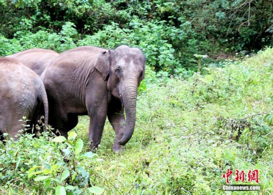 Wild elephants scavenge for food in Yunnan village