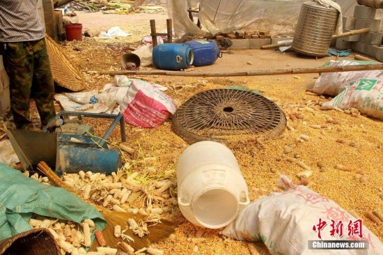 Wild elephants scavenge for food in Yunnan village