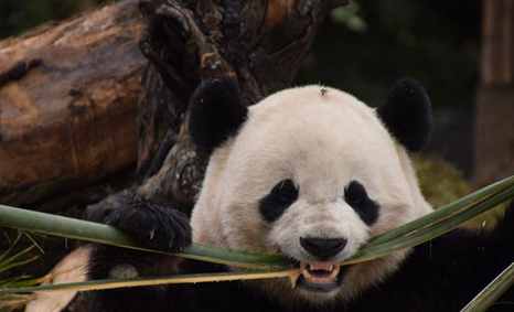 Giant panda Bao Bao's first day back in China