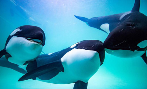 China's first killer whale breeding base