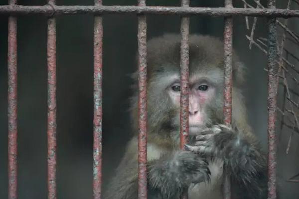 Chongqing zoo shuts down after accusations of animal abuse - People's Daily  Online