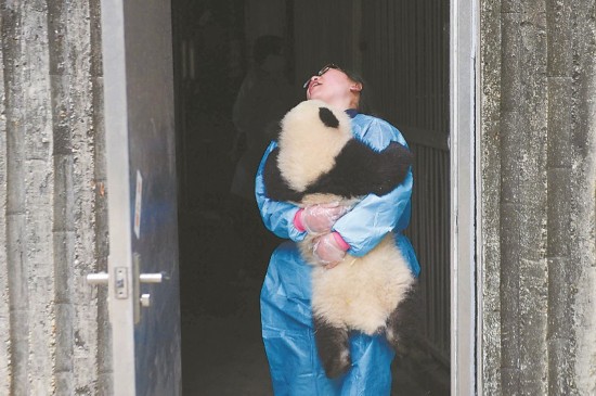 Panda nannies and their 'babies'
