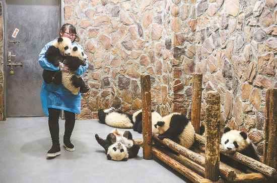 Panda nannies and their 'babies'