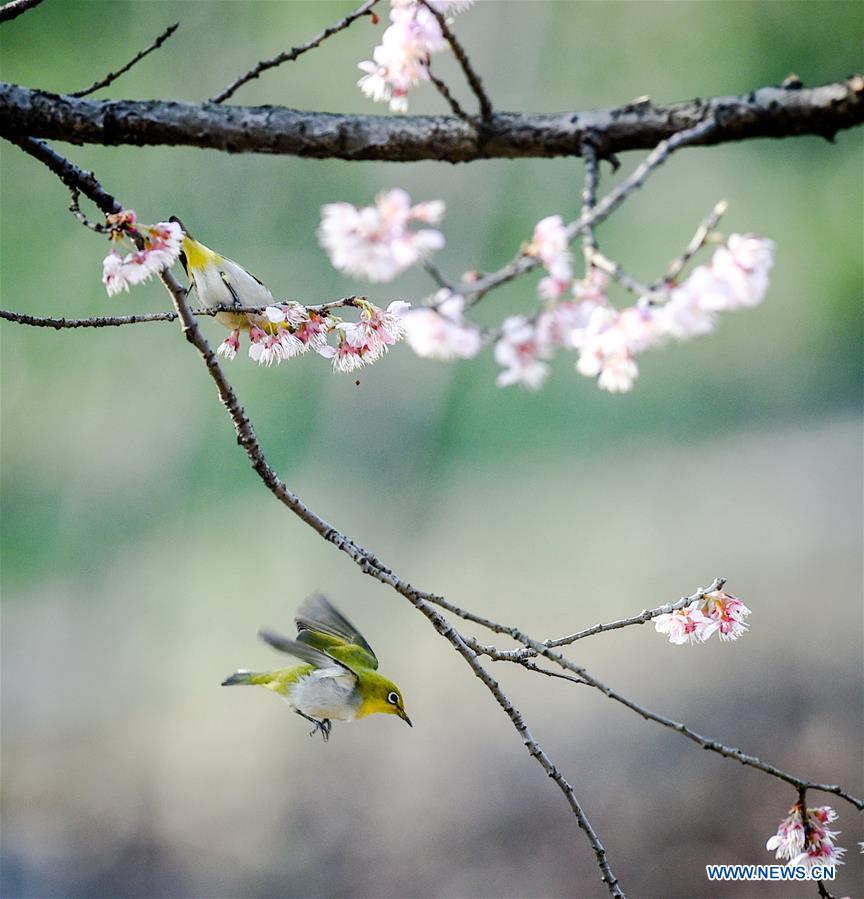 Cherry blossoms in Nanjing, China's Jiangsu