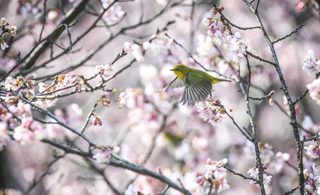 Birds flit among cherry blossoms in Nanjing 