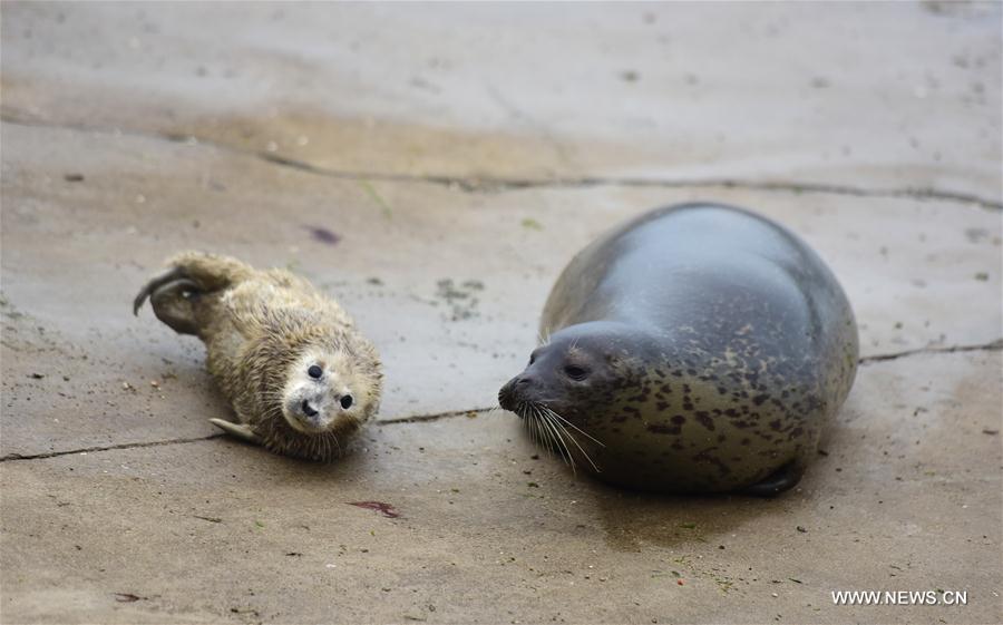 3 newborn seal cubs meet with public in China's Shandong Province