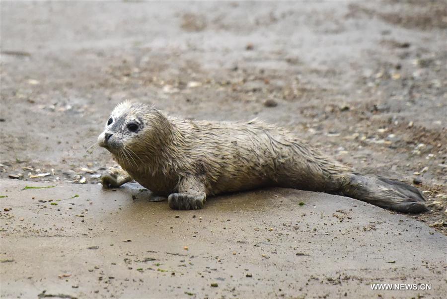3 newborn seal cubs meet with public in China's Shandong Province