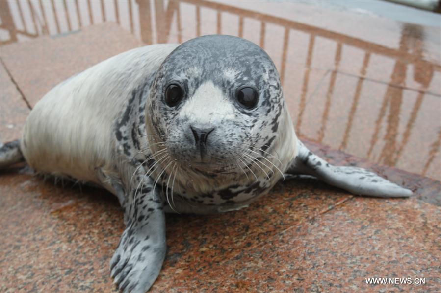 3 newborn seal cubs meet with public in China's Shandong Province