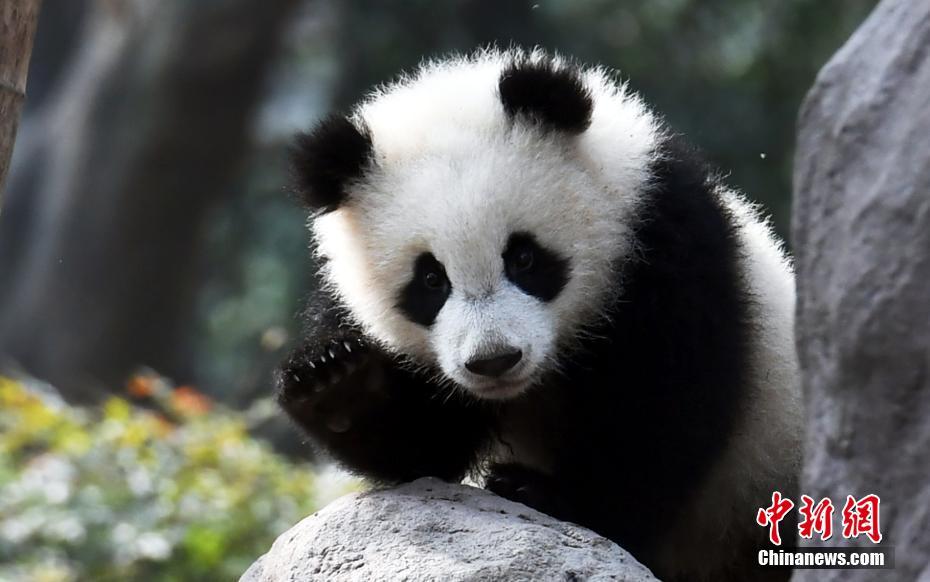 Baby panda hugs breeder, goes viral