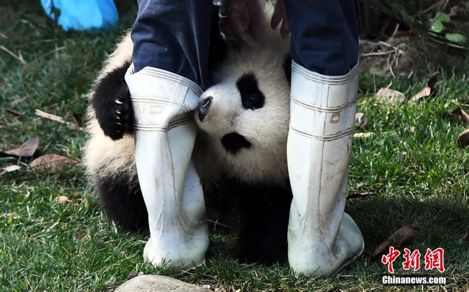 Baby panda hugs breeder, goes viral