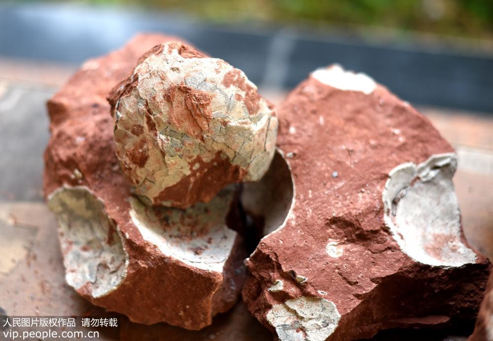 Fossilized dinosaur eggs unearthed in Zhejiang