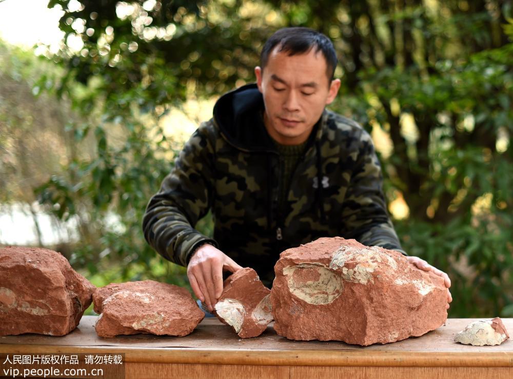 Fossilized dinosaur eggs unearthed in Zhejiang