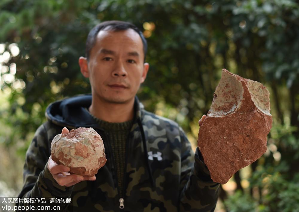 Fossilized dinosaur eggs unearthed in Zhejiang