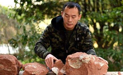 Fossilized dinosaur eggs unearthed in Zhejiang