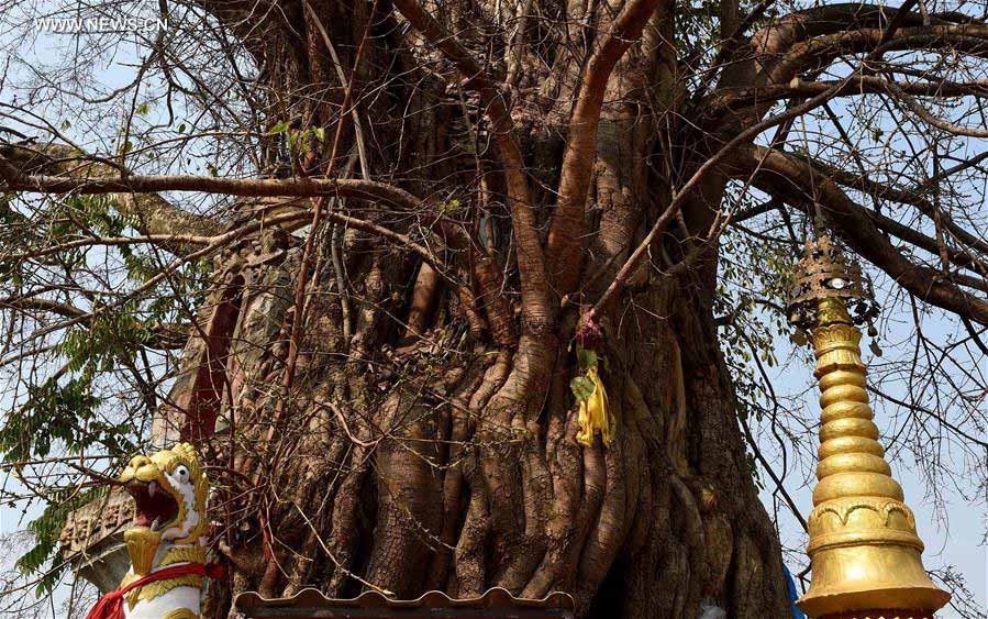 Pagoda entwined with banyan tree in SW China's Yunnan