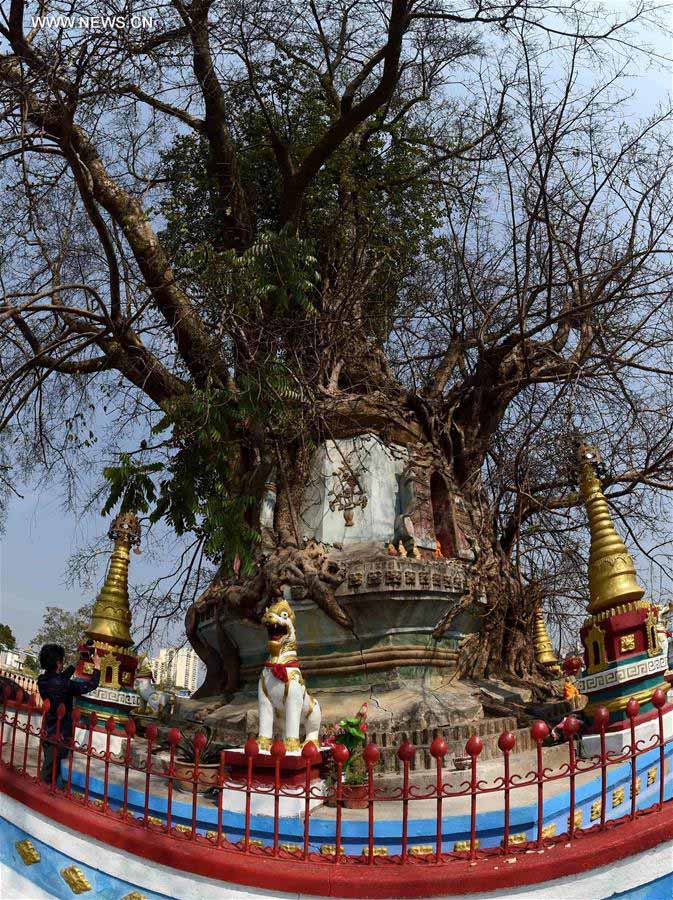 Pagoda entwined with banyan tree in SW China's Yunnan