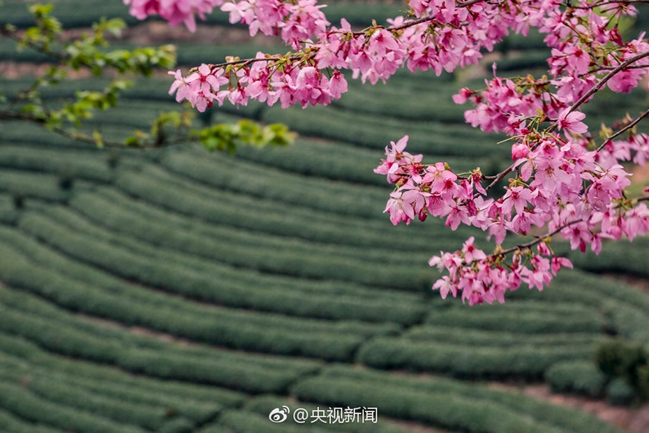 Intoxicating cherry blossoms in Fujian tea garden