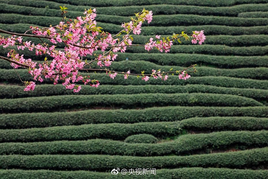 Intoxicating cherry blossoms in Fujian tea garden
