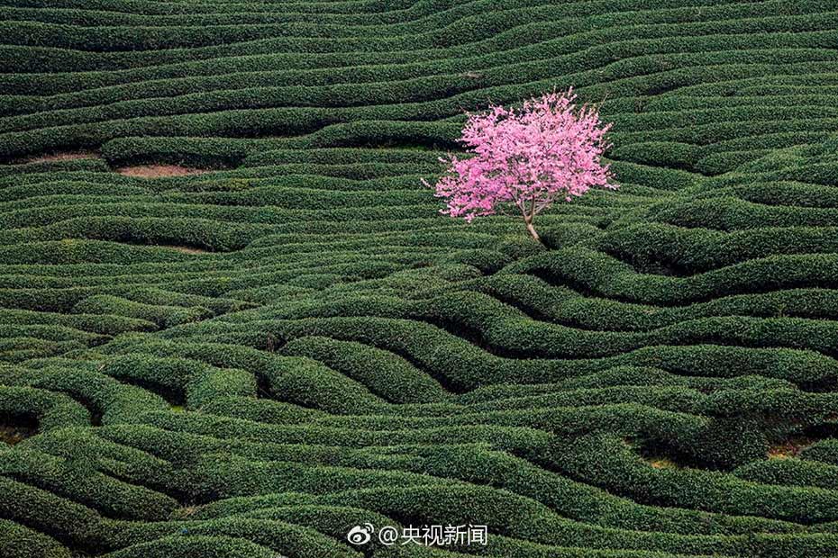 Intoxicating cherry blossoms in Fujian tea garden