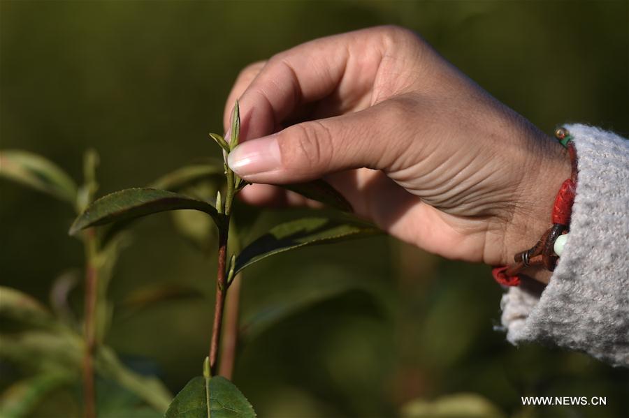 Parts of China's Zhejiang enter tea harvesting season