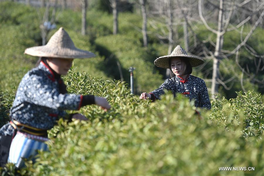 Parts of China's Zhejiang enter tea harvesting season