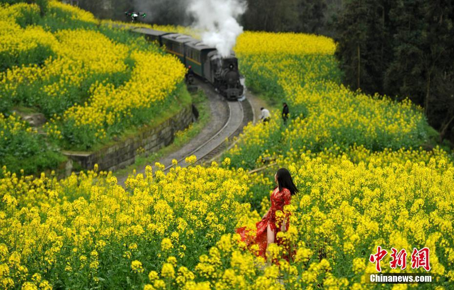 All aboard! Travel back in time among Sichuan's blooming flowers