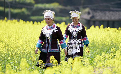 Golden rape flowers bloom in Southwest China