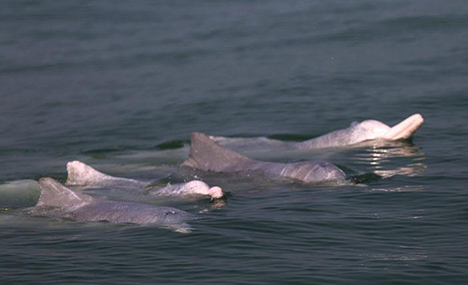 White dolphins seen in Sanniang Bay of Guangxi
