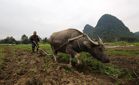 Farmers busy with farm work on day of 'Jingzhe'