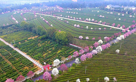 Tea plantation's blooming flowers appeal to tourists