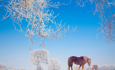 Frost-covered scenery in Jilin