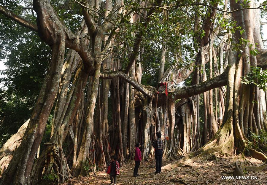 Tourists view huge banyan trees in SW China's Yunnan