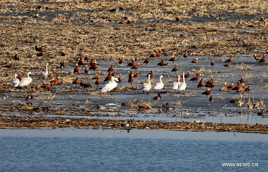 swans, wild ducks seen at wetland of yanghe reservoir, n china