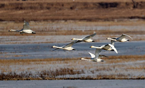 Swans, wild ducks seen at wetland of Yanghe Reservoir