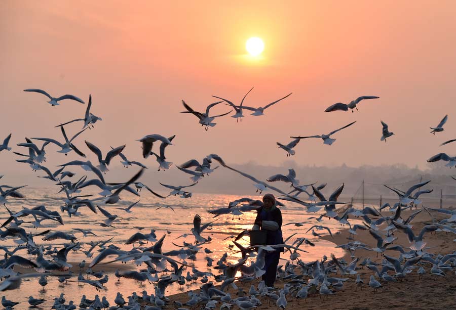 'Seagull mother' feeds thousands of birds at own expense